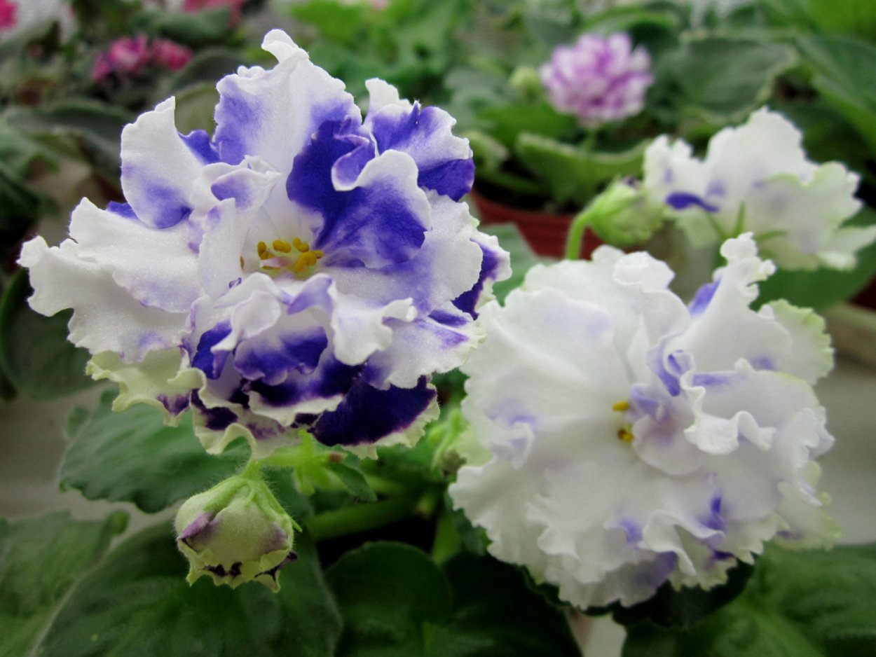 Сорт фиалки НК Шекспир