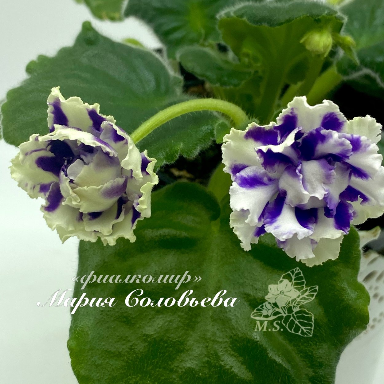 Фиалка Шекспир