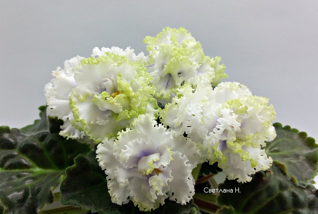 Фиалка Блю фэнтези