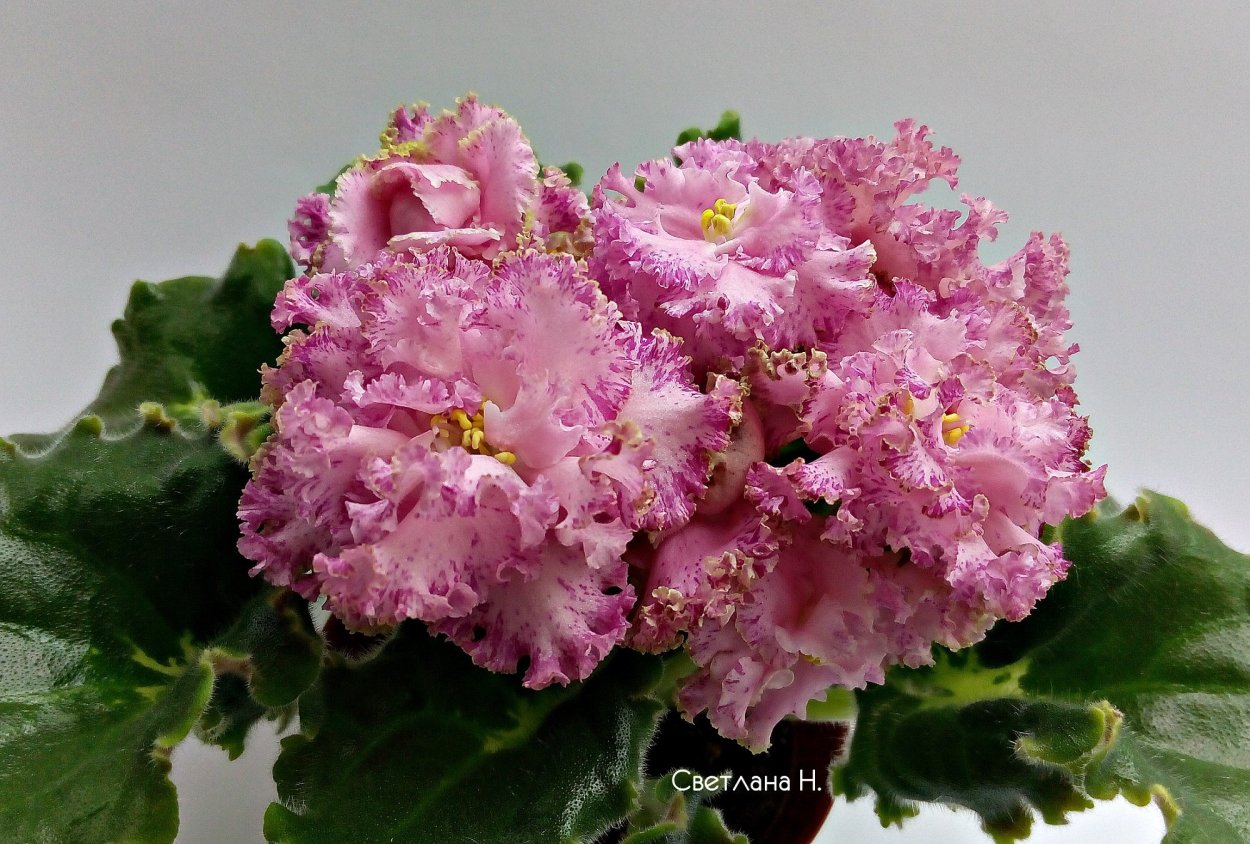 Ле Эсмеральда Люкс