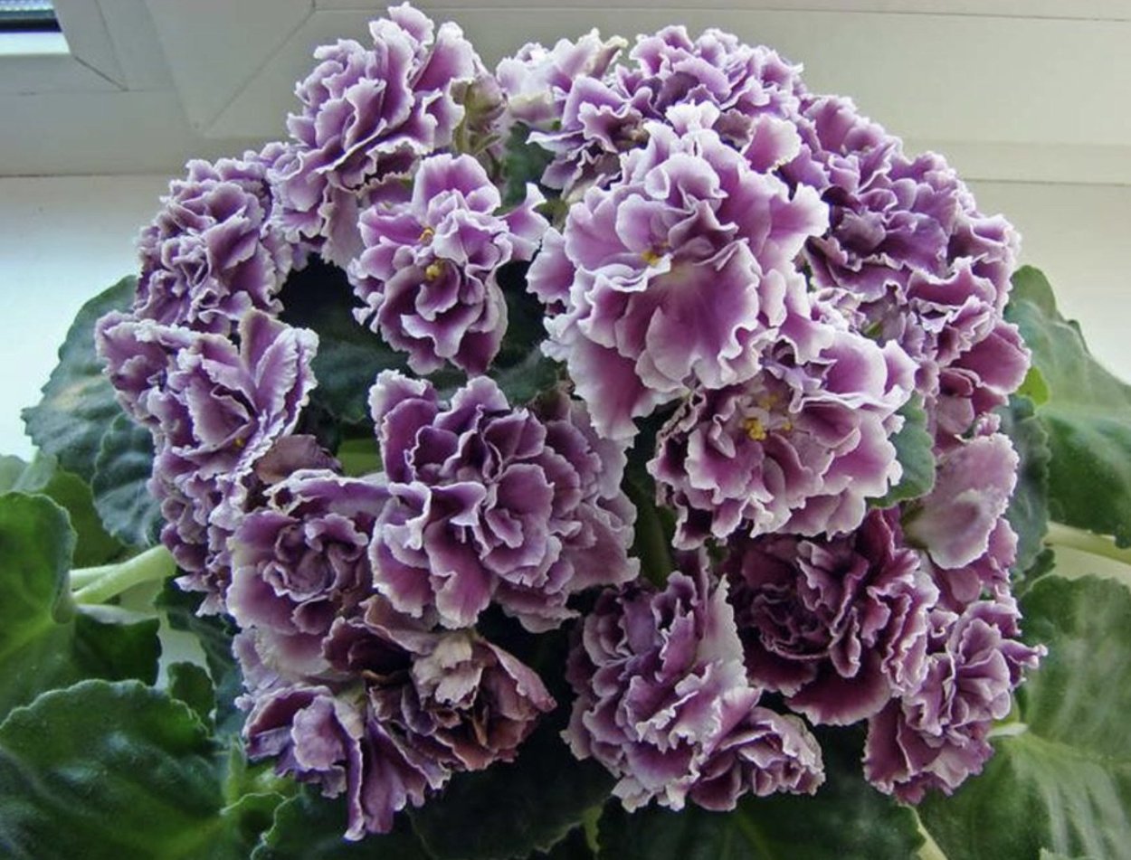 Размер горшка для сенполии