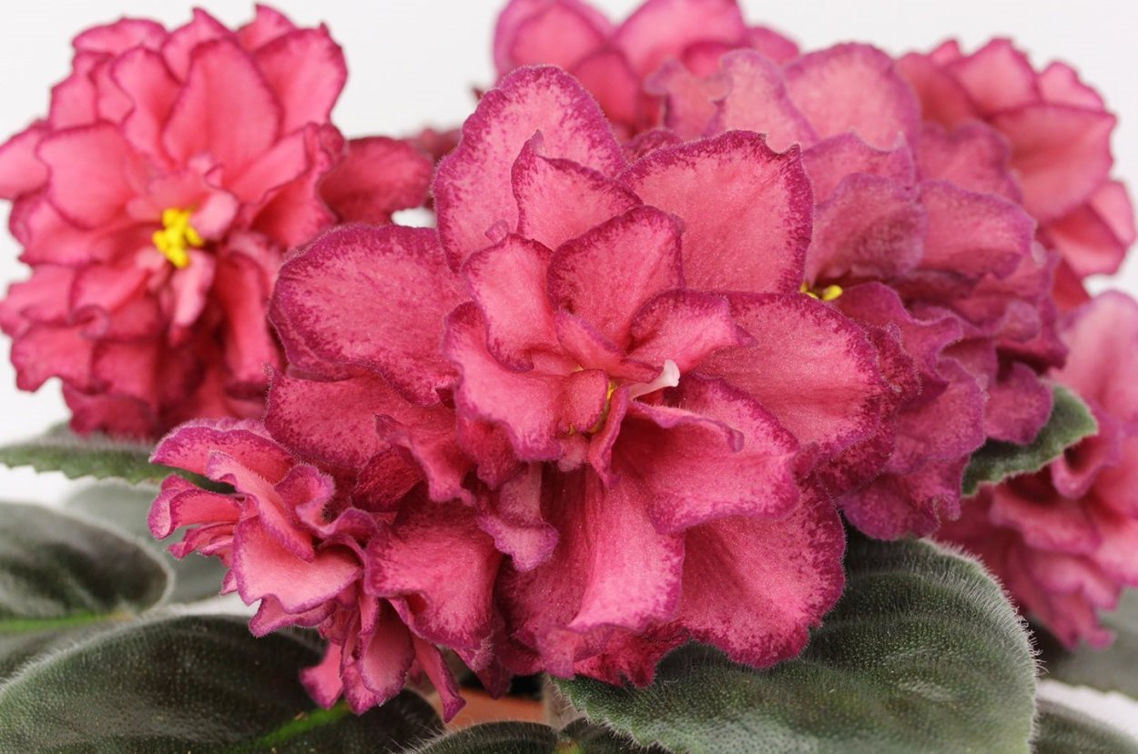 Фиалка Пифагор