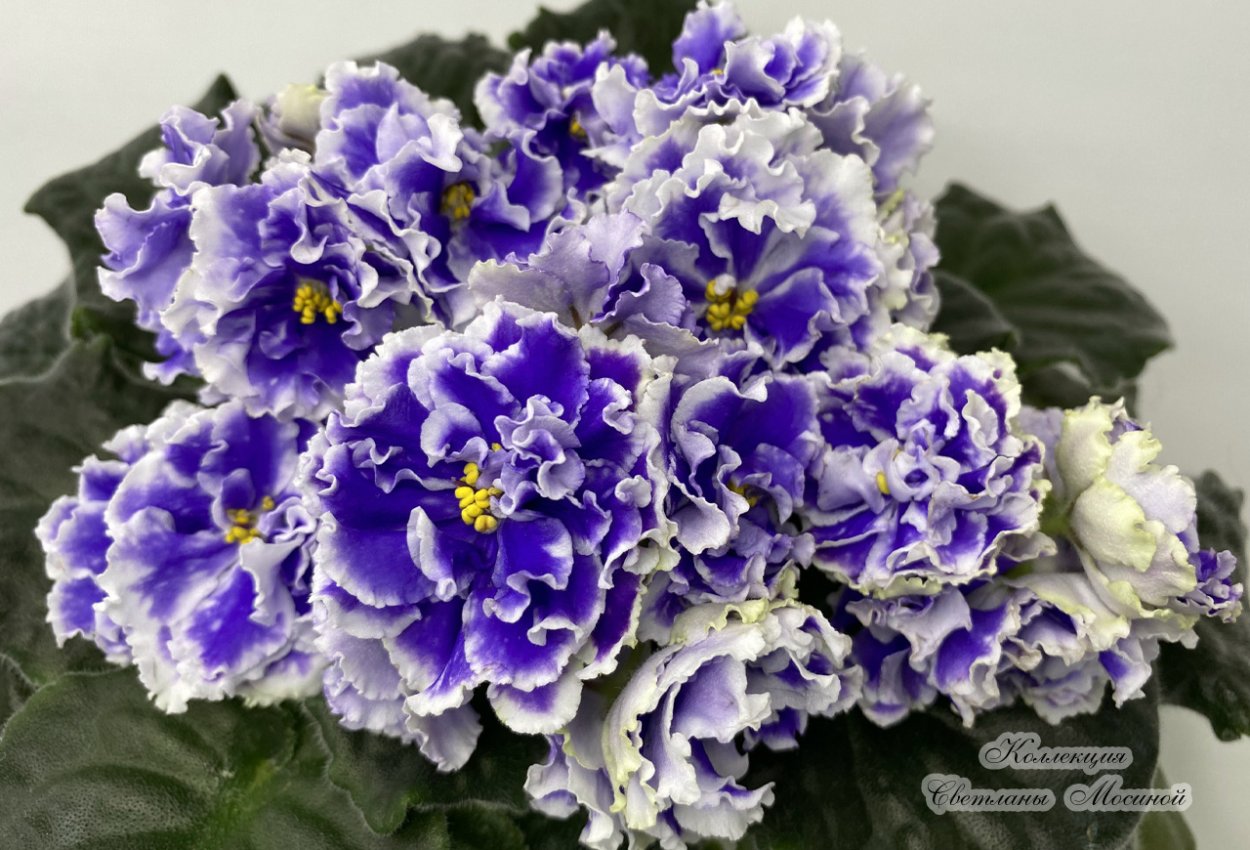 Фиалка Шекспир