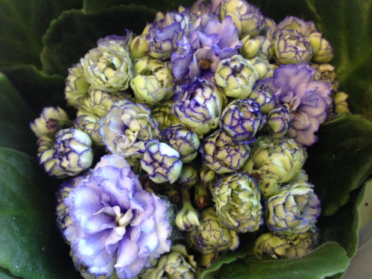 Фиалка Полина Виардо