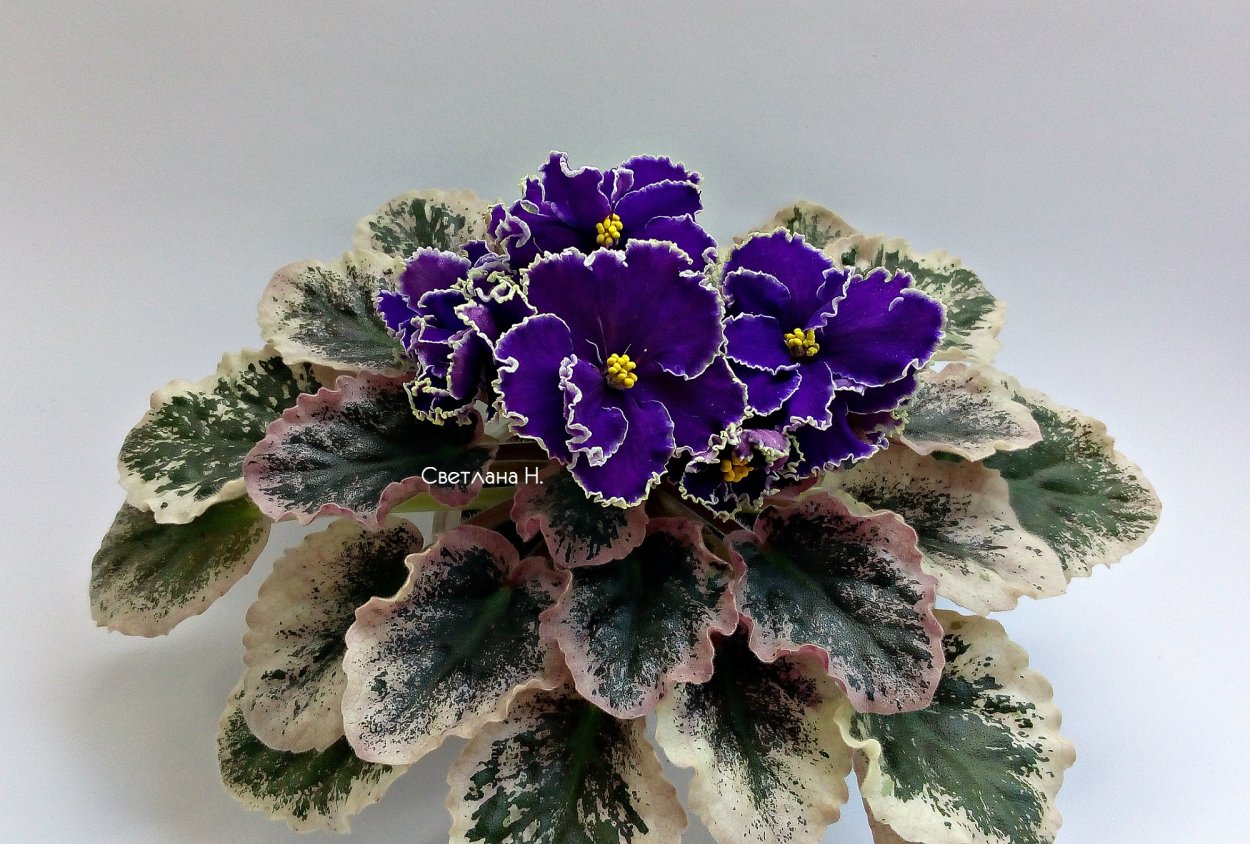 Prima Pink фиалка