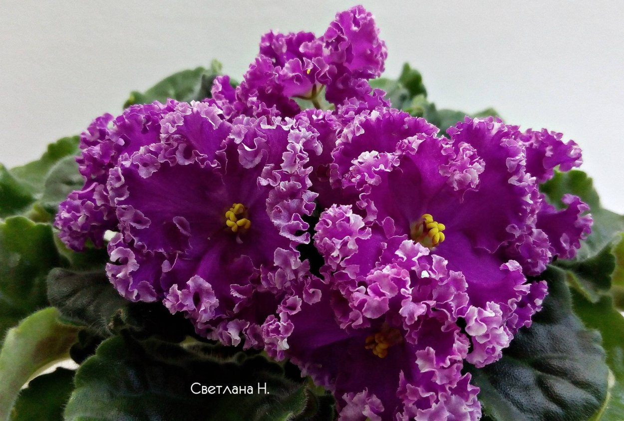 Ле синие льдинки фиалка