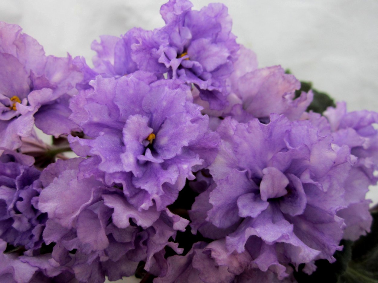 Фиалка Optimara Kansas