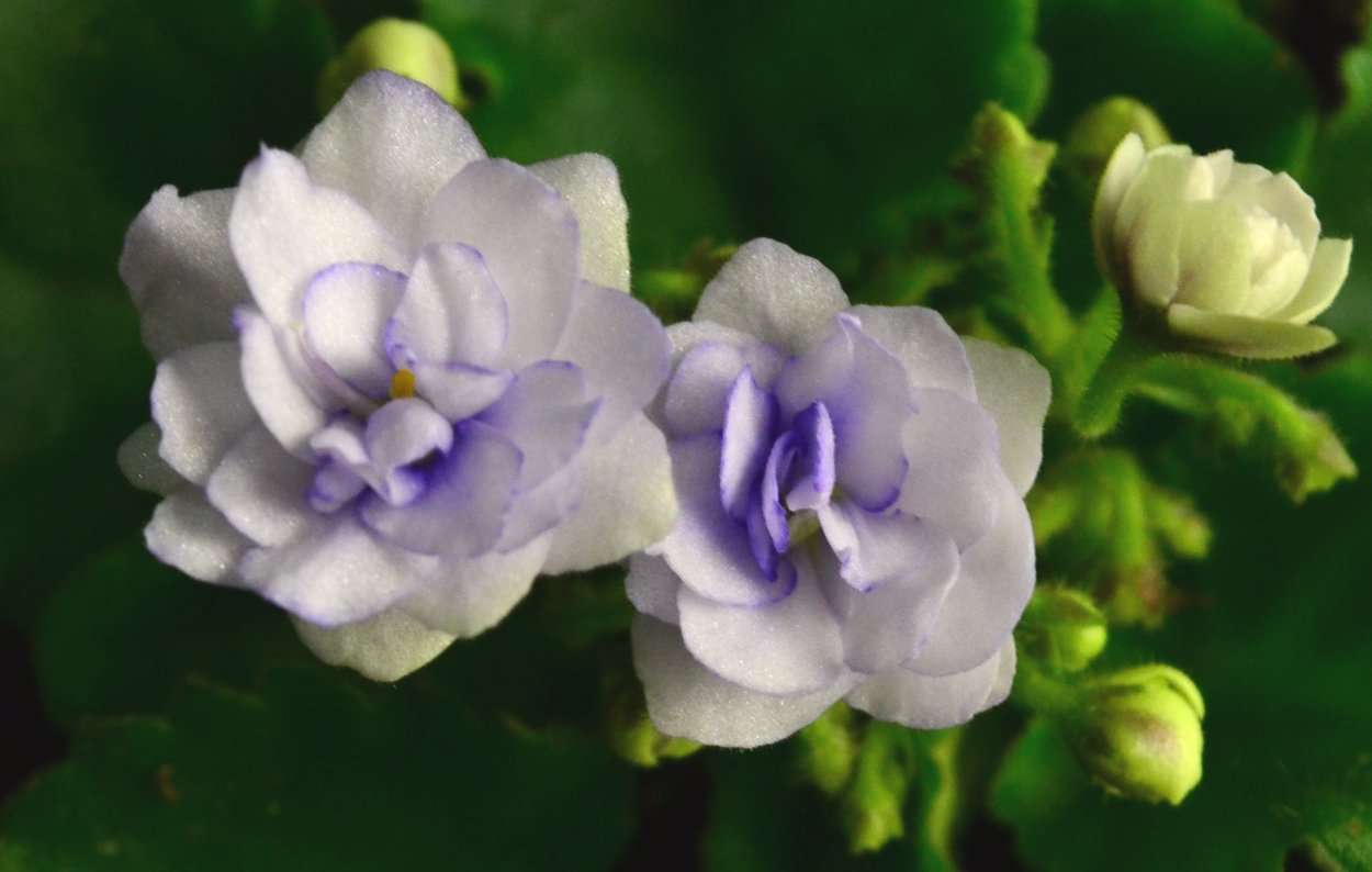 Ле-бризингида фиалка