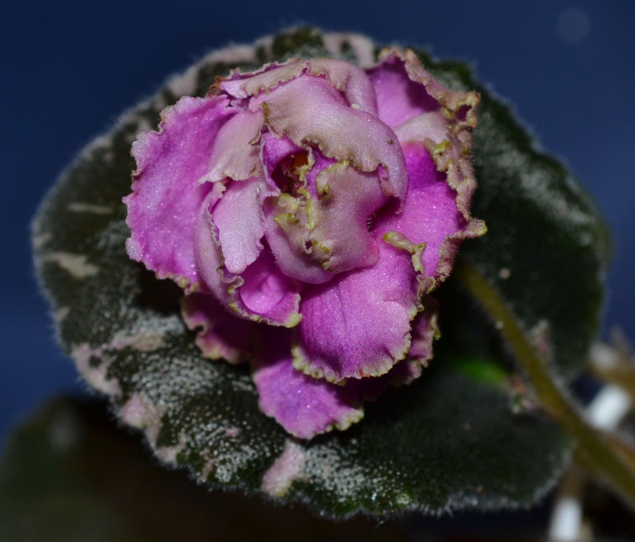 Красивая композиция из фиалок