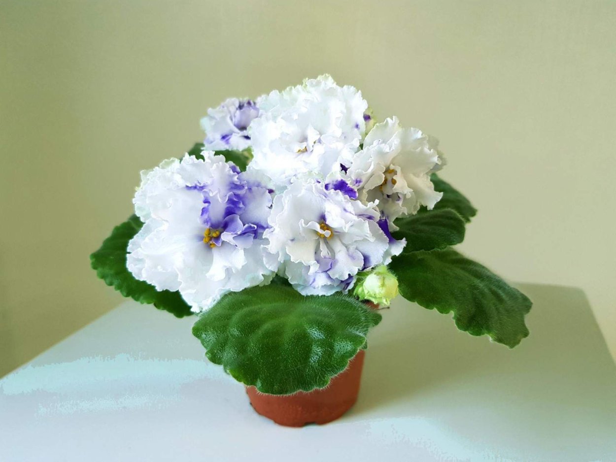 Фиалка пт Росина