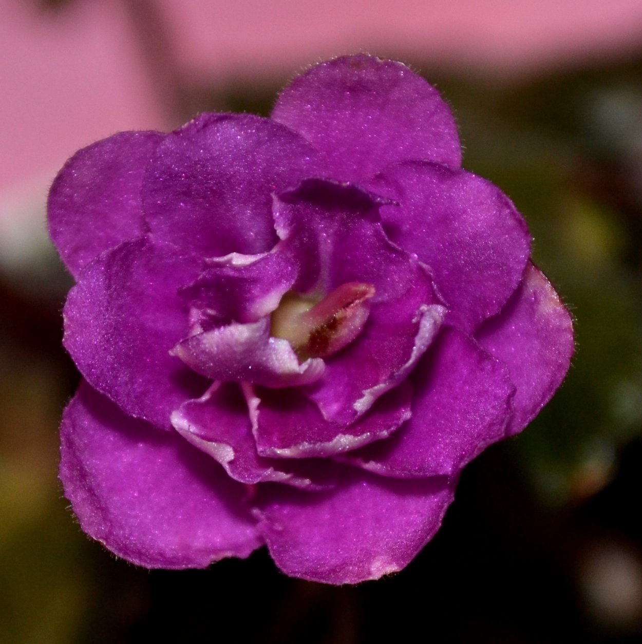 Фиалка РМ Лориана