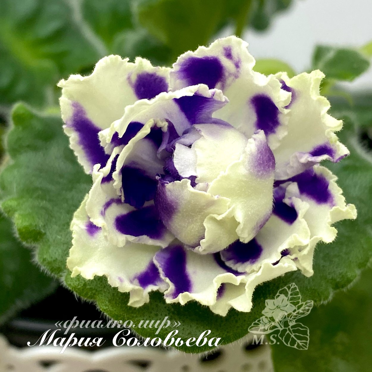 Сорт фиалки Шекспир