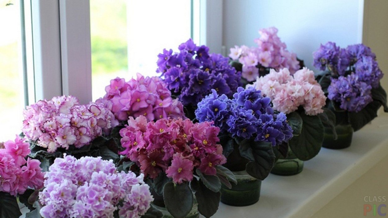 Brianne фиалка