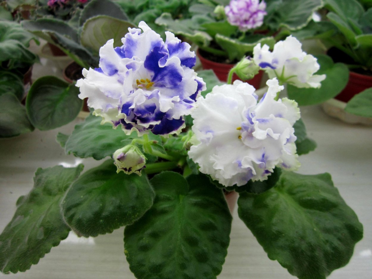 Сенполии НК-Шекспир