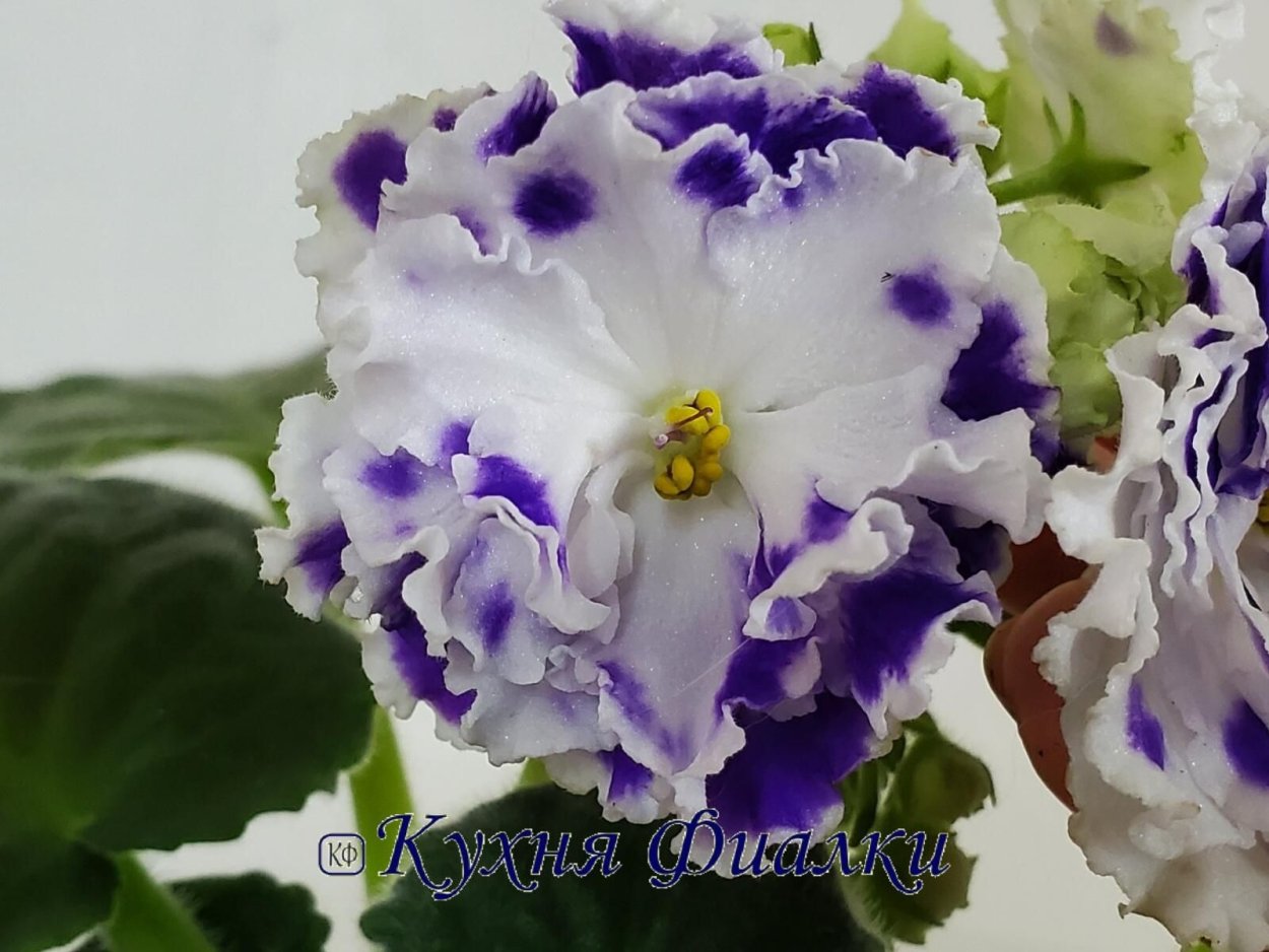 Фиалка Шекспир