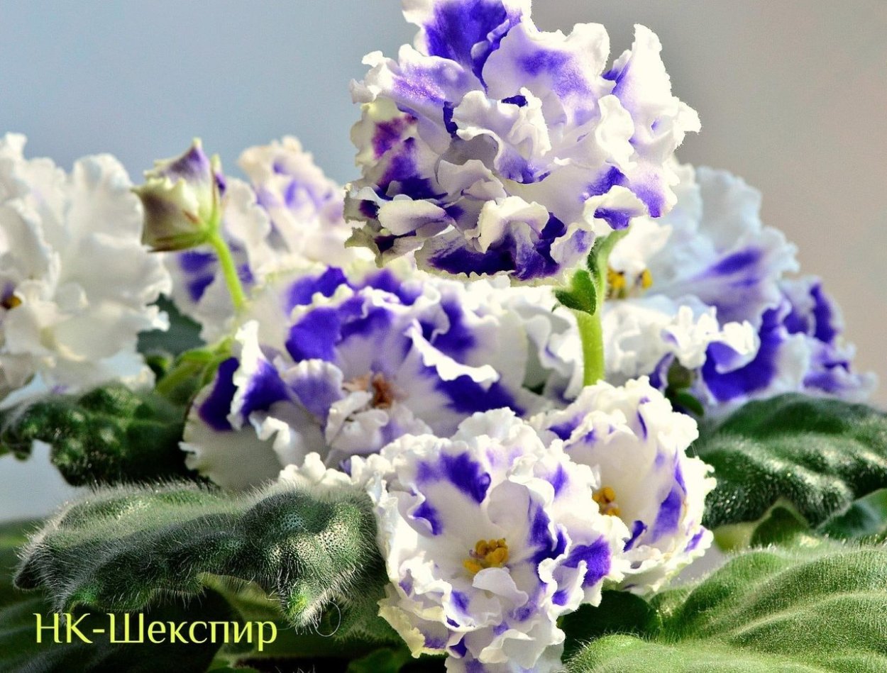 Фиалка дамасская роза