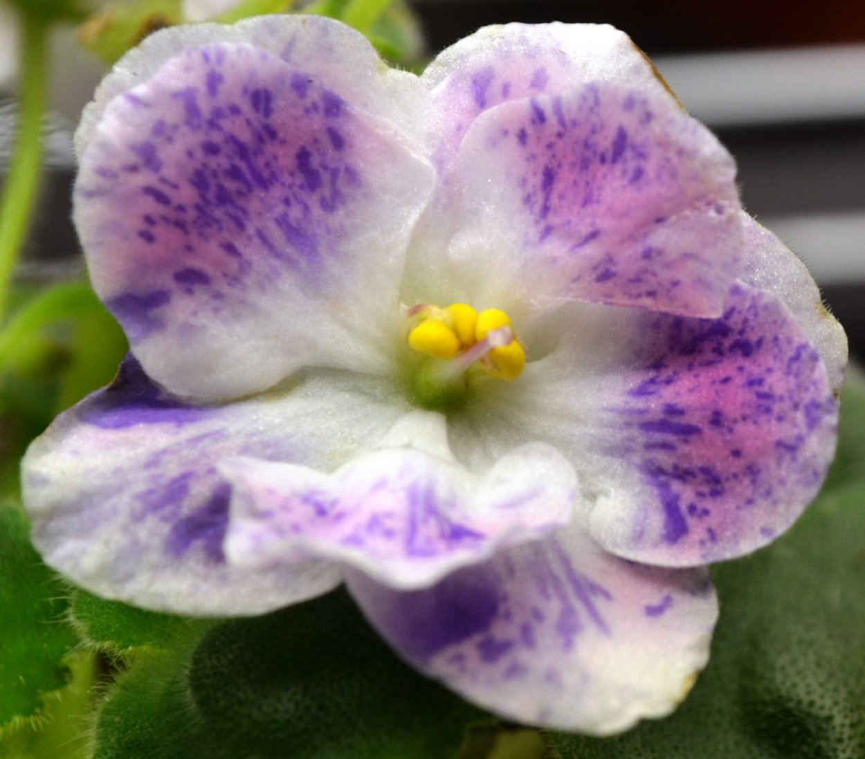 Шекспир сенполия