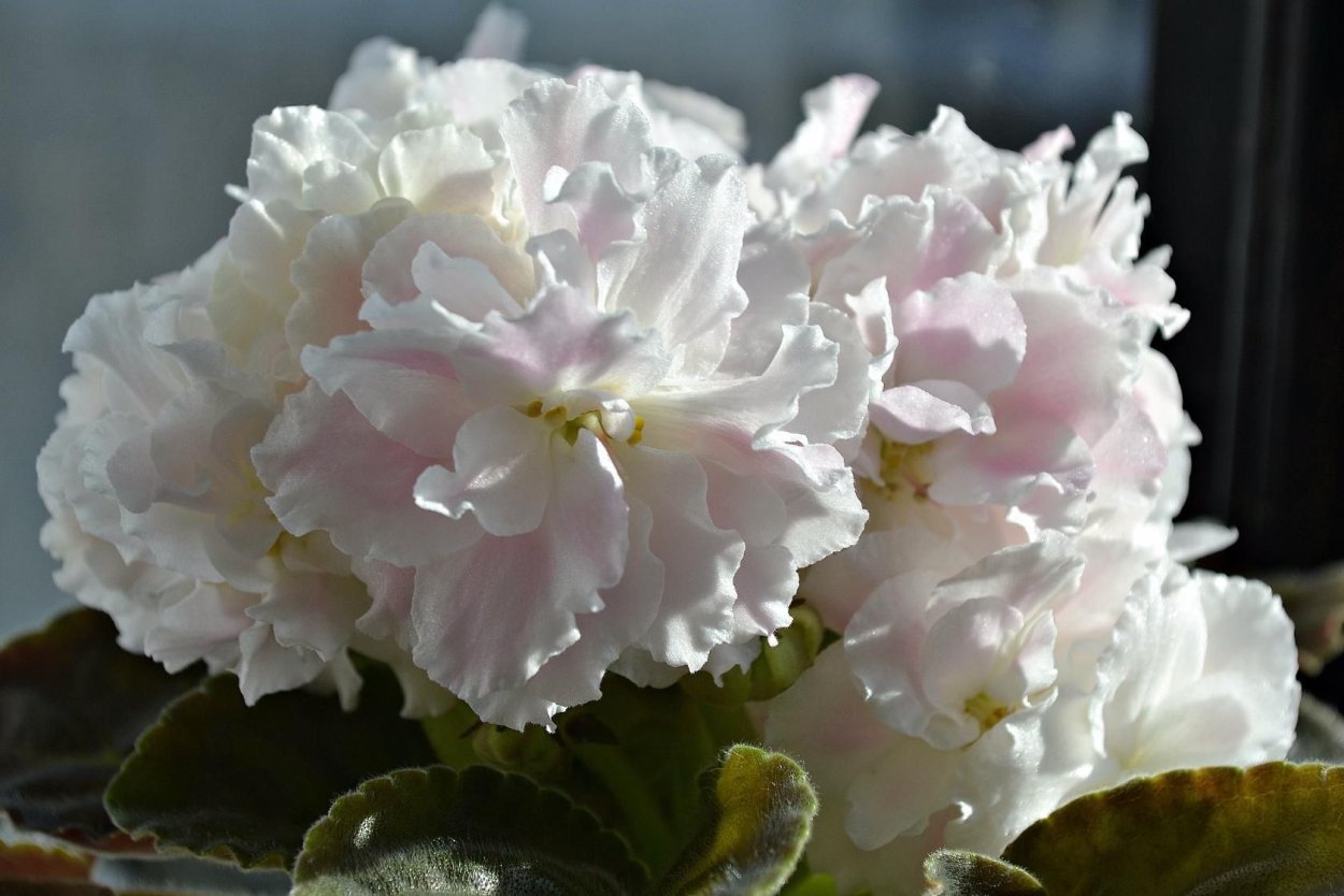 Фиалка Ле Медуница