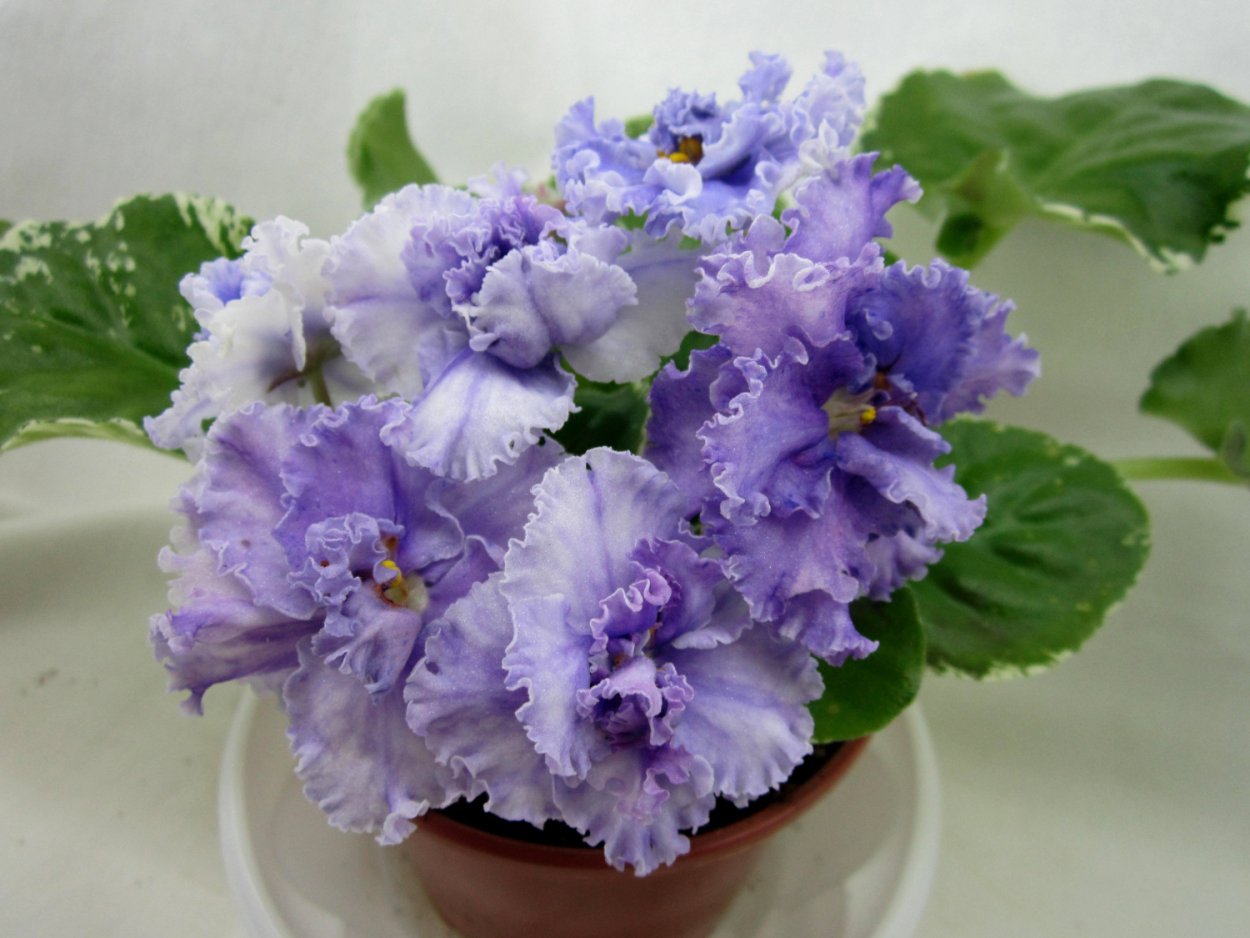 Сенполия Ле Медуница