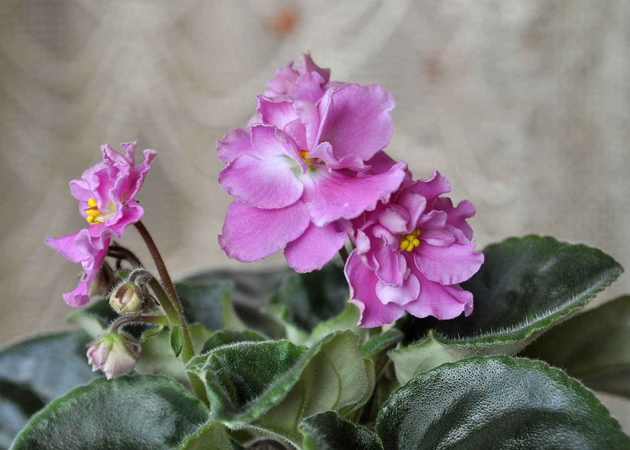 Фиалка китайская шкатулка