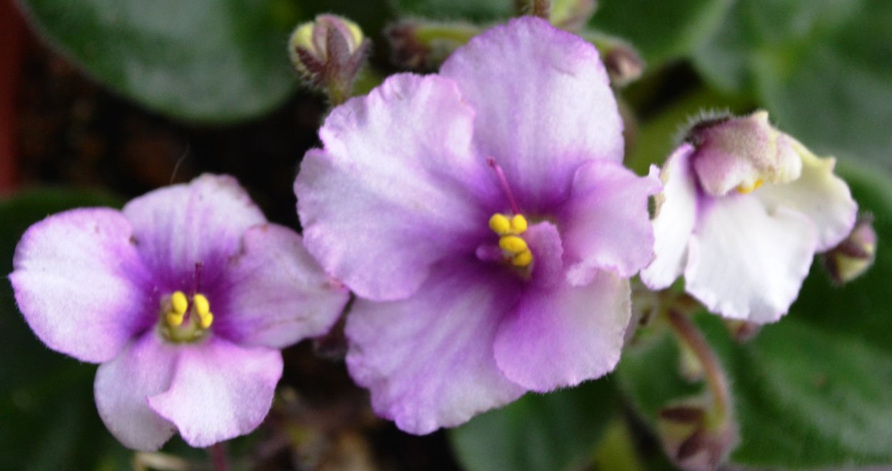 Сенполия махровая