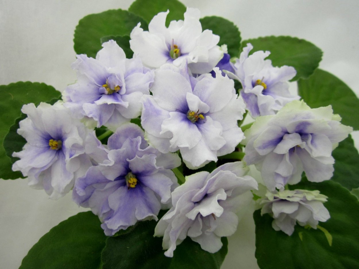 РС герцогиня фиалка