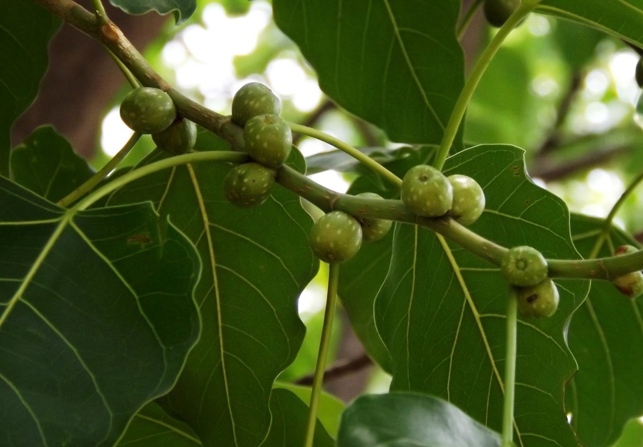 Пипала. Фикус Бодхи. Дерево Бодхи (Ficus religiosa). Плоды Ficus religiosa. Фикус священный Эдем.