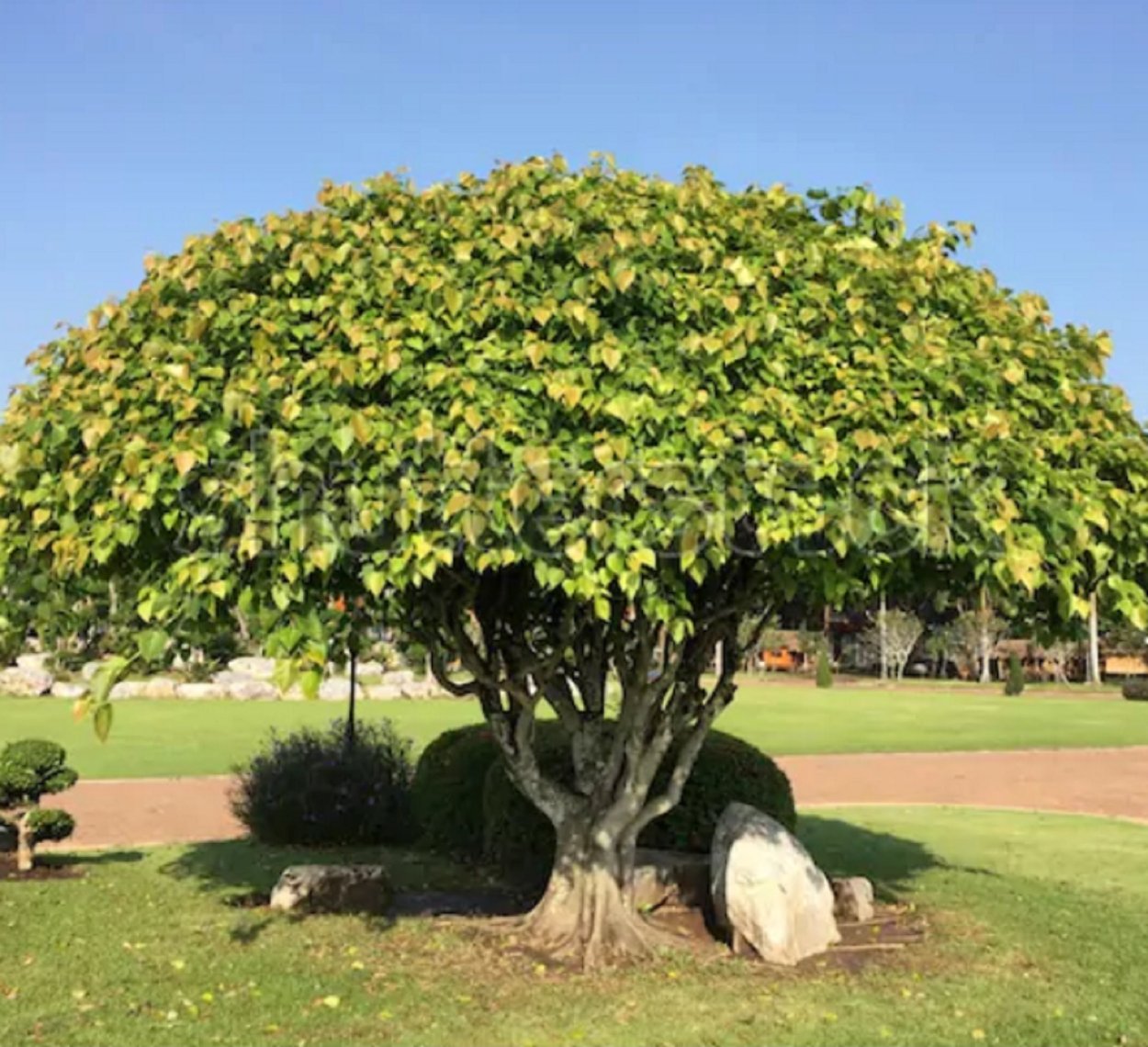 Пипала. Бодхи бонсай. Дерево Ficus religiosa. Фикус Бодхи. Дерево Бодхи (Ficus religiosa).