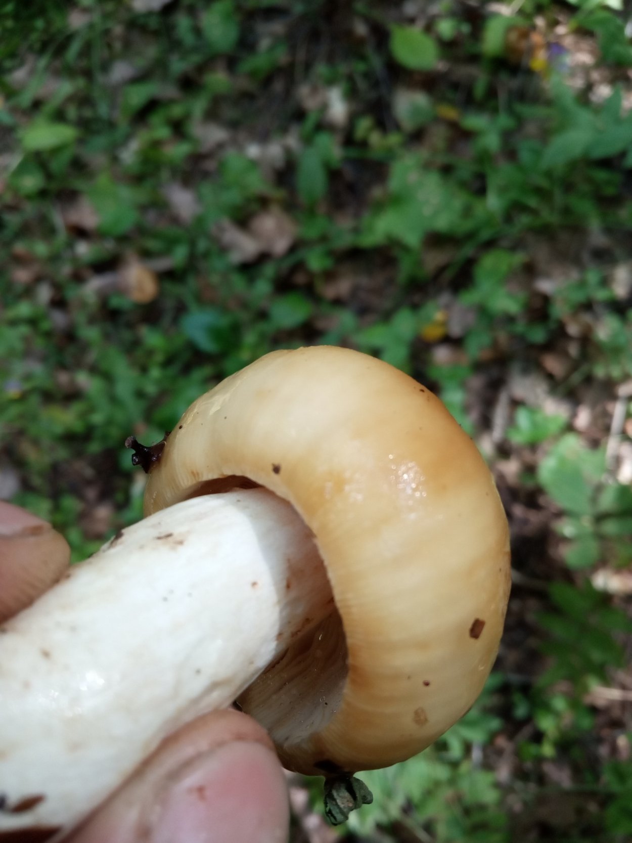 Ложный кульбик