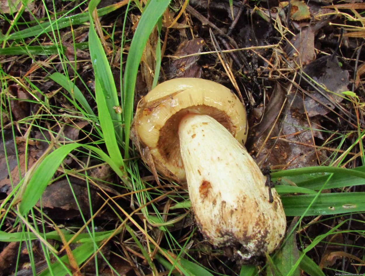 Условно съедобные грибы Валуй