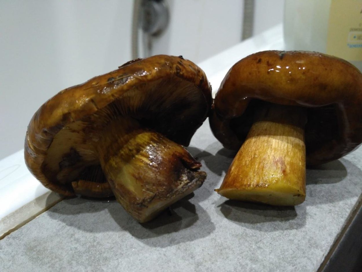 Коричневый Валуй грибы