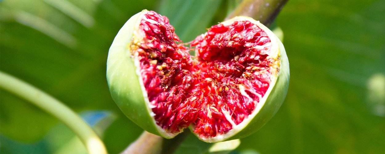 "Инжирная косточка!"