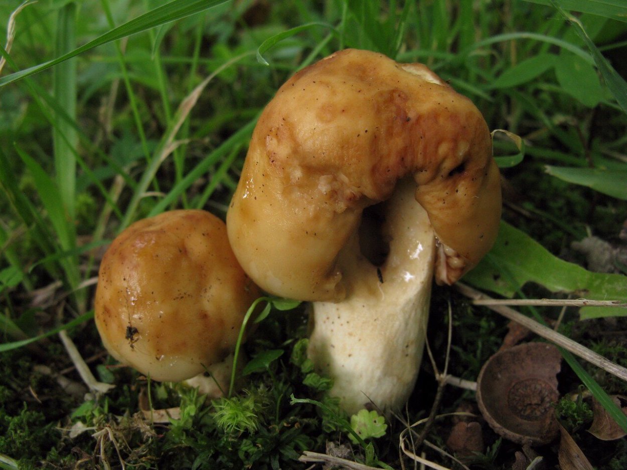 Валуй гриб съедобный