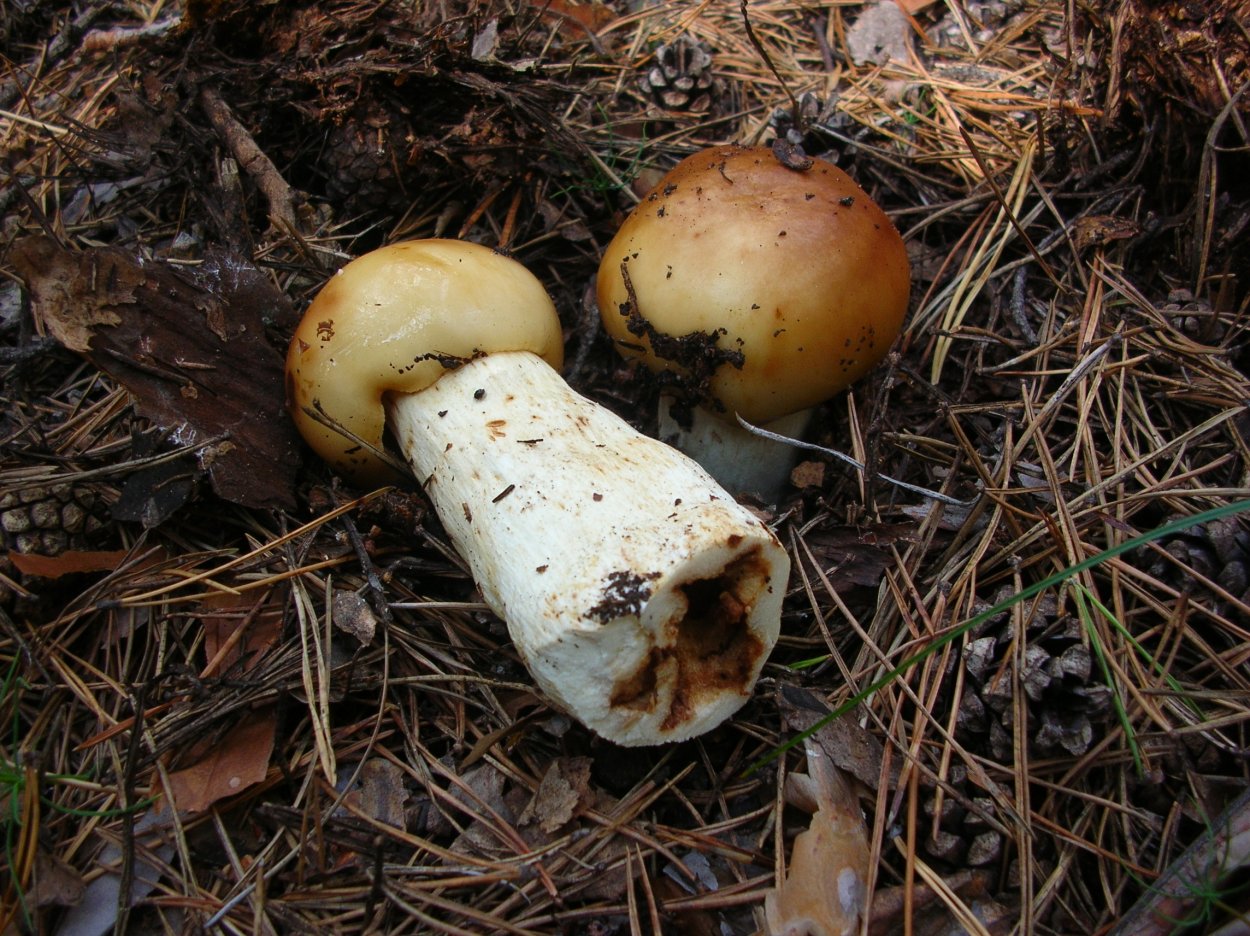 Бычки грибы