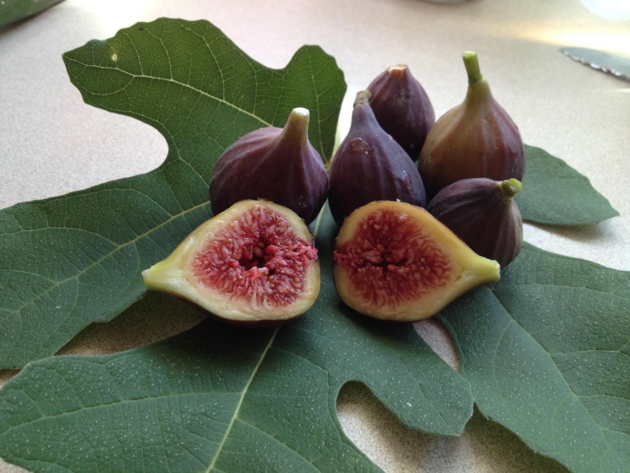 Инжир обыкновенный