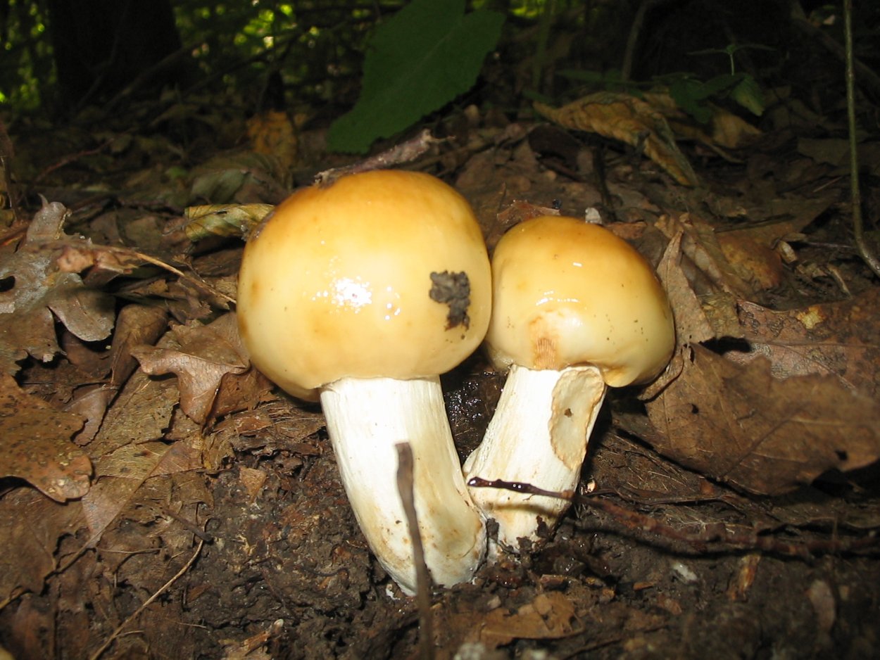 Гриб кульбик Валуй