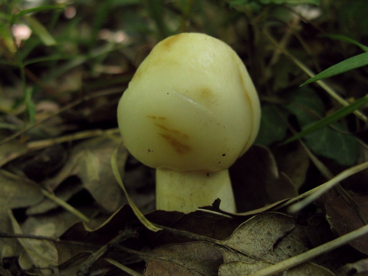 Грибы кульбики съедобные несъедобные