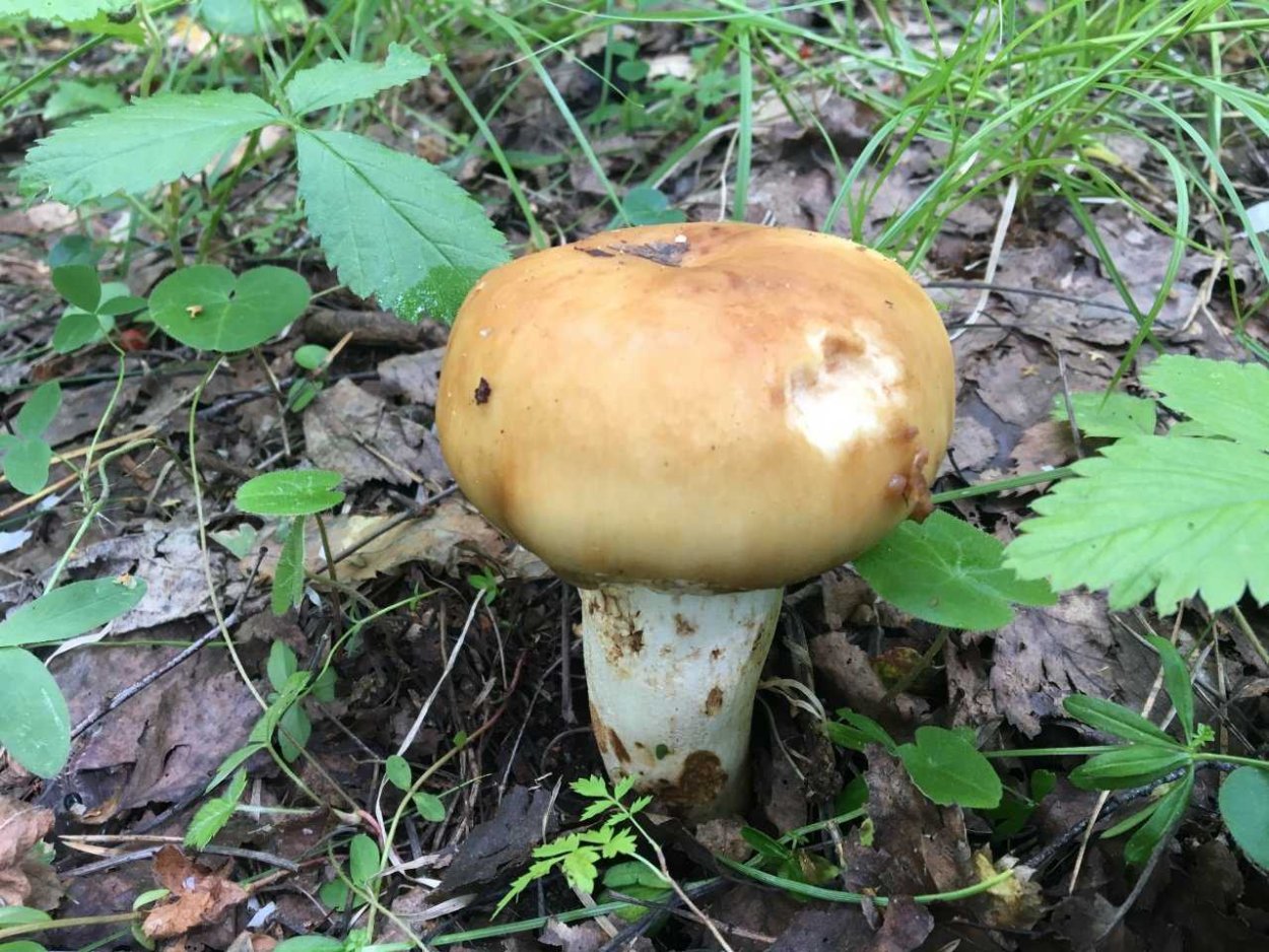 Валуй (Russula Foetens)