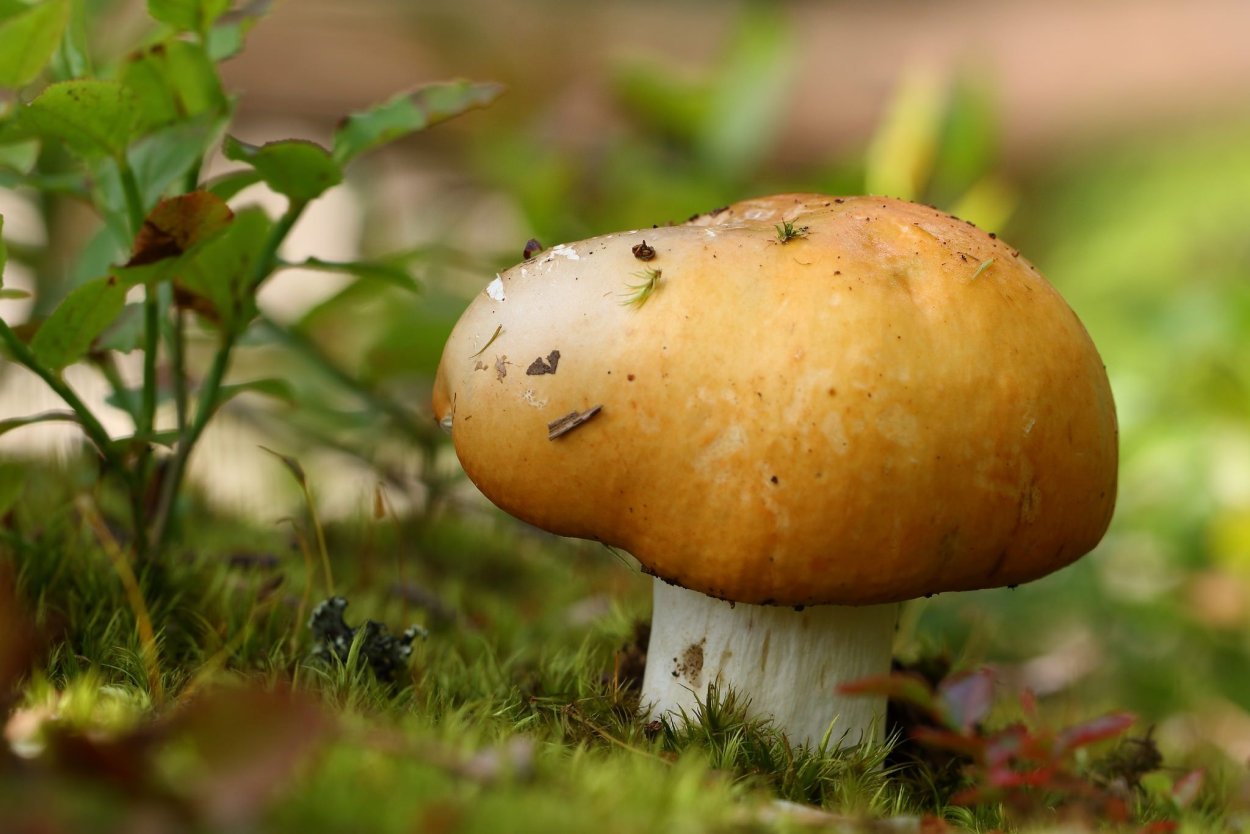 Съедобные пластинчатые грибы Валуй