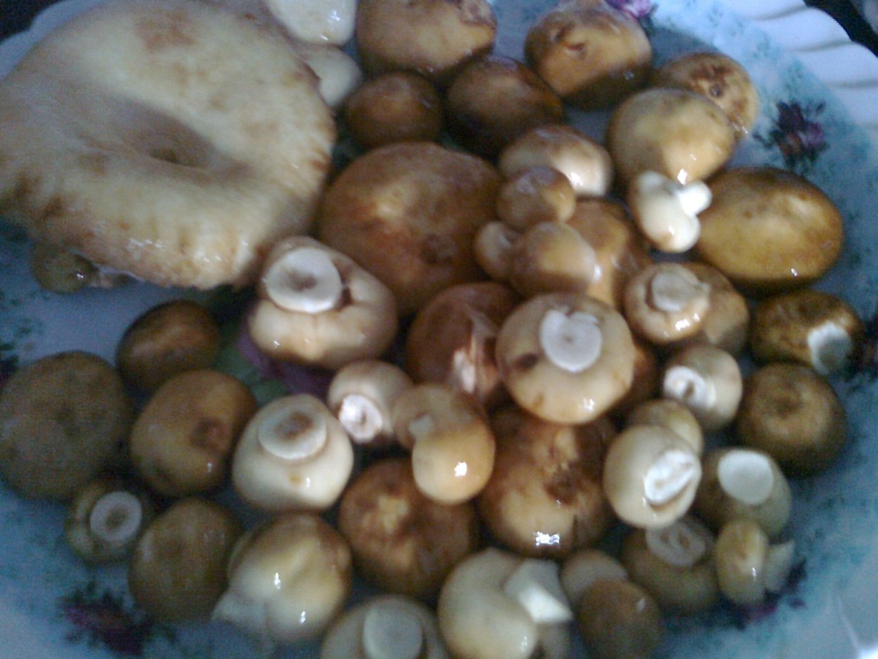 Кульбики грибы соленые