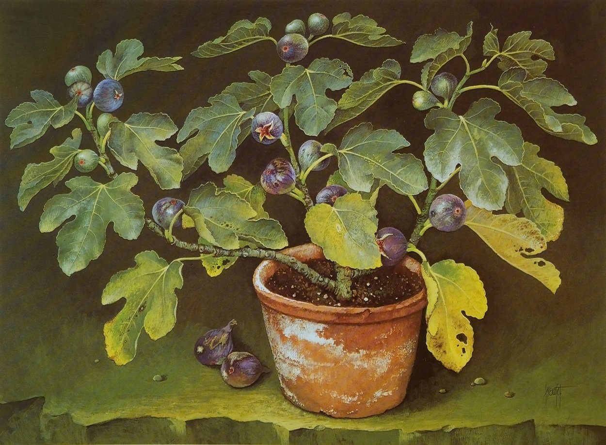 Смоковница дерево картина живопись