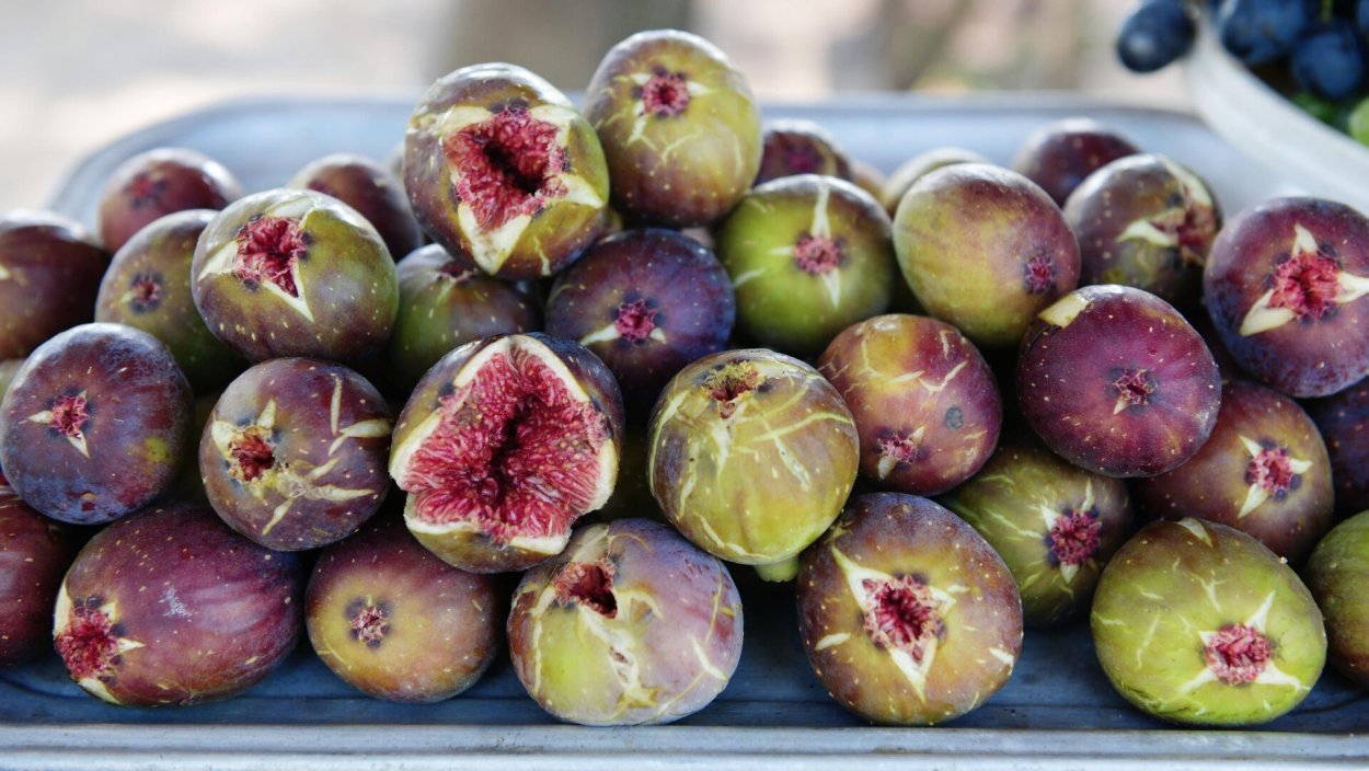 Инжир Сухумский фиолетовый