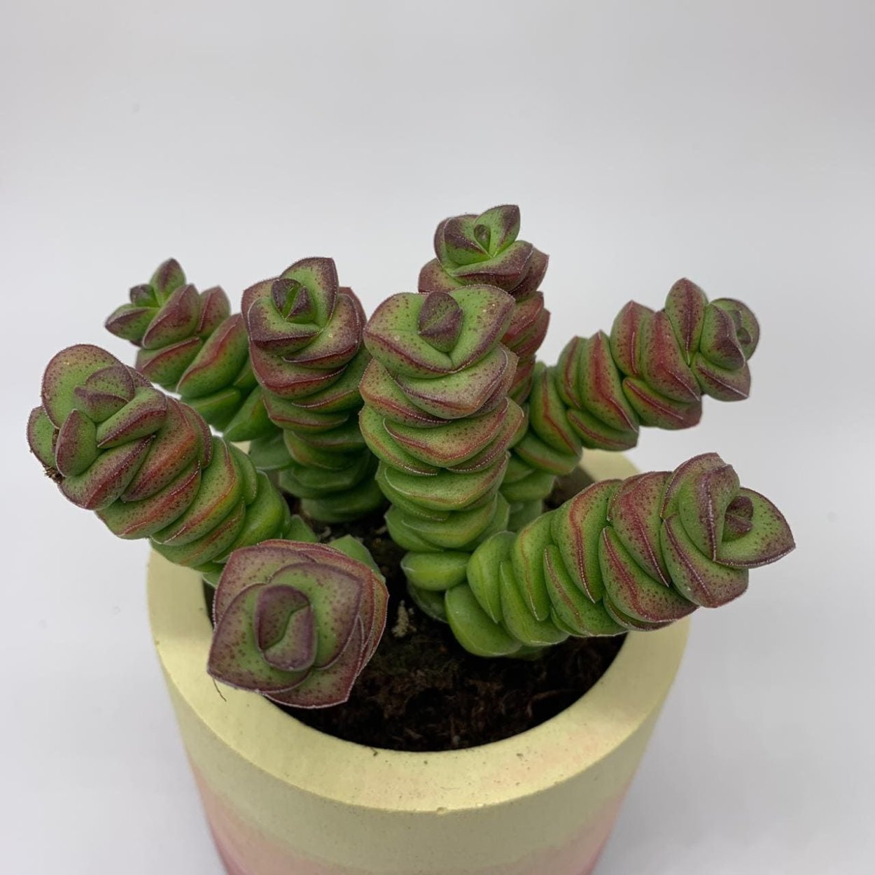 Крассула marnieriana