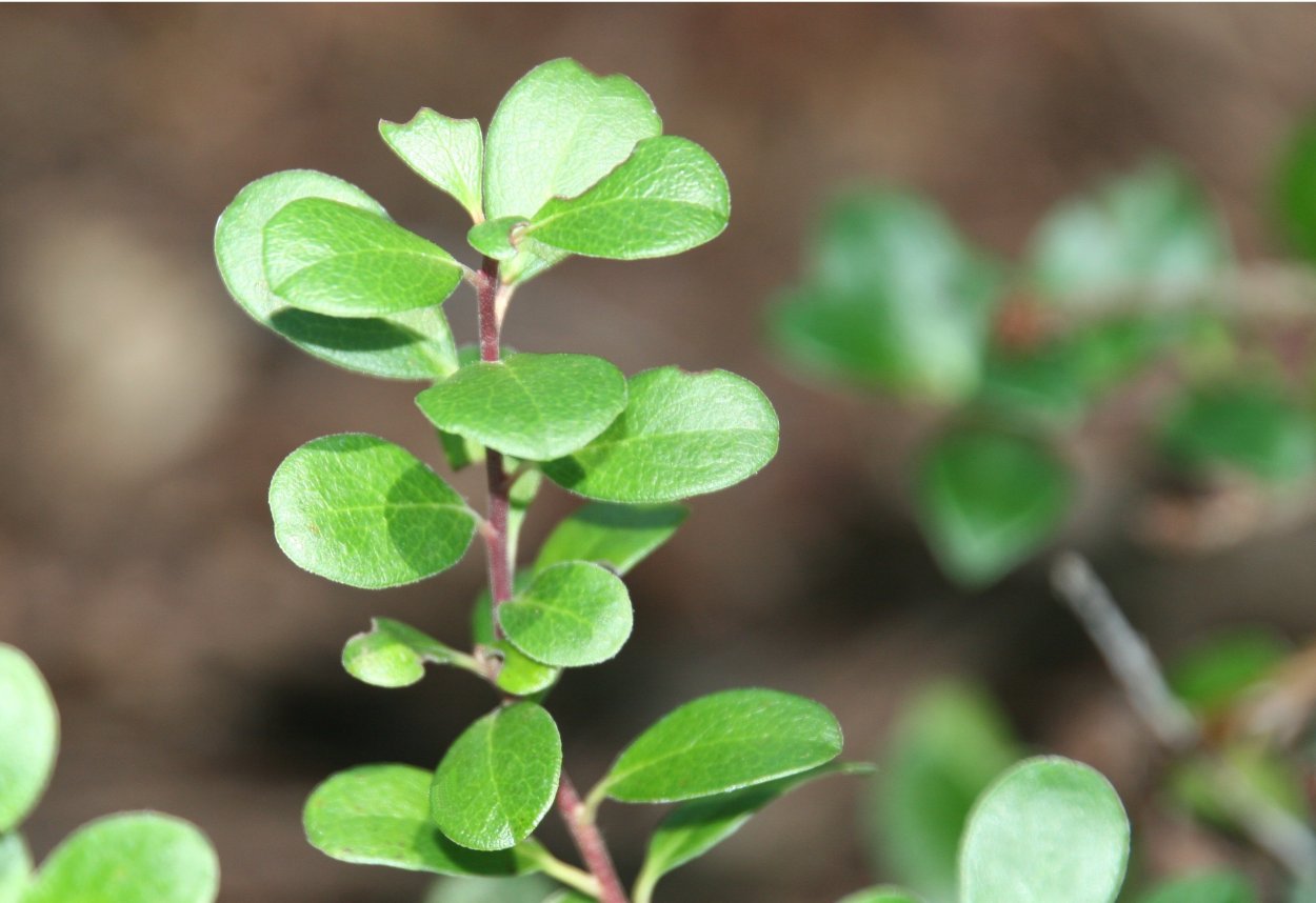 Толокнянка Медвежье ушко