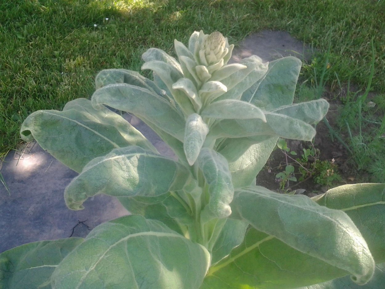 Толокнянка Медвежьи ушки