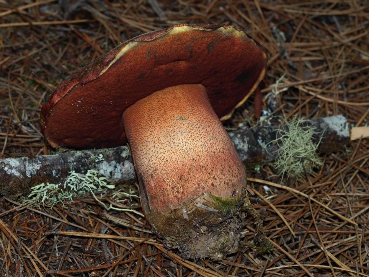 Канадский Боровик гриб