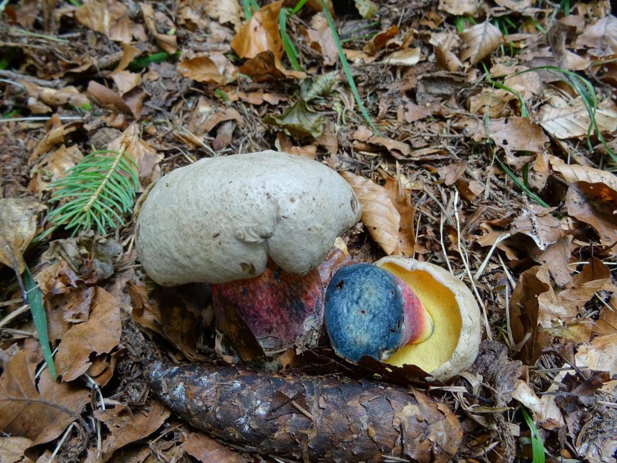 Болетус красивоножковый