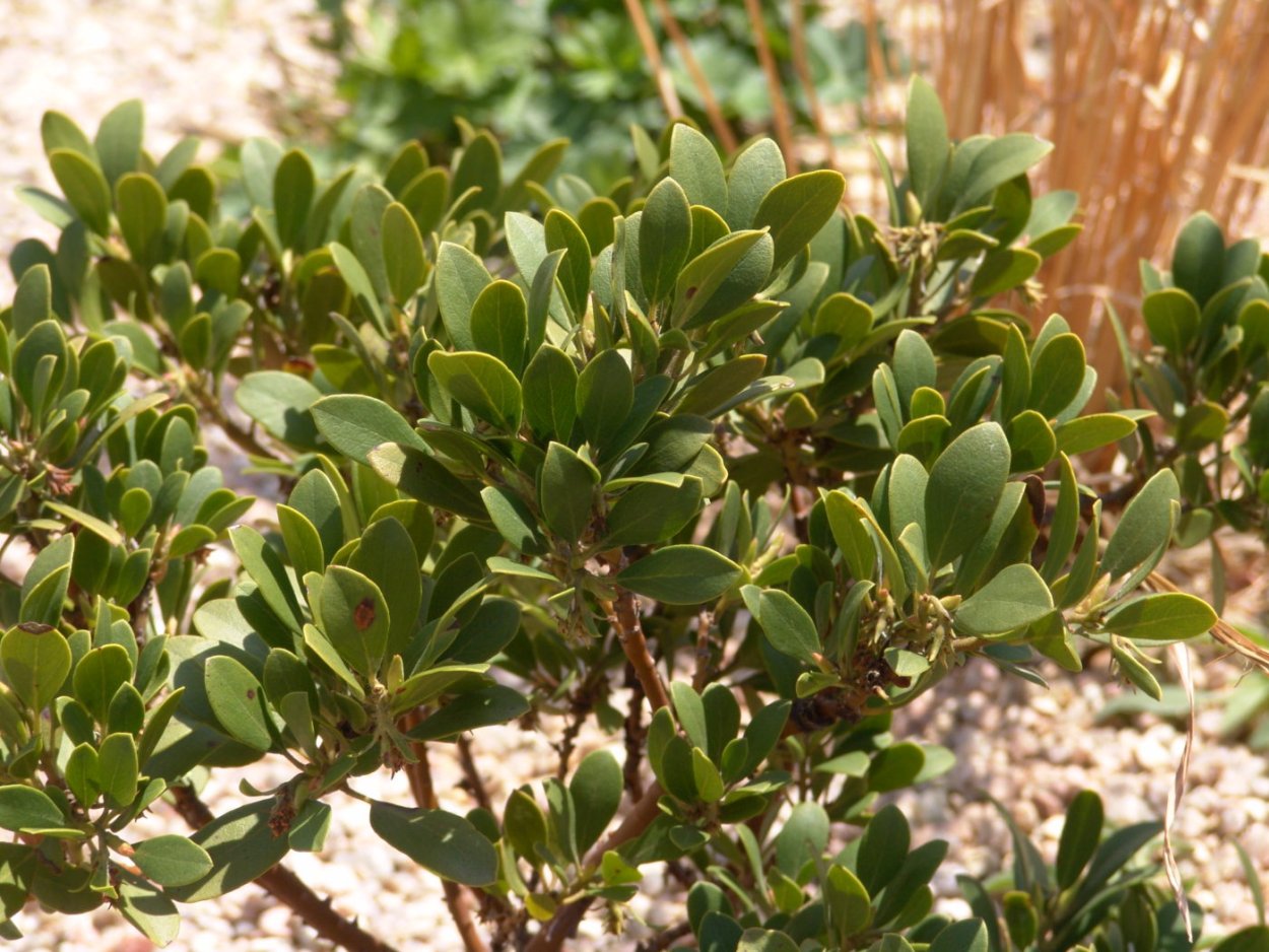 Толокнянка (Arctostaphylos UVA-ursi)