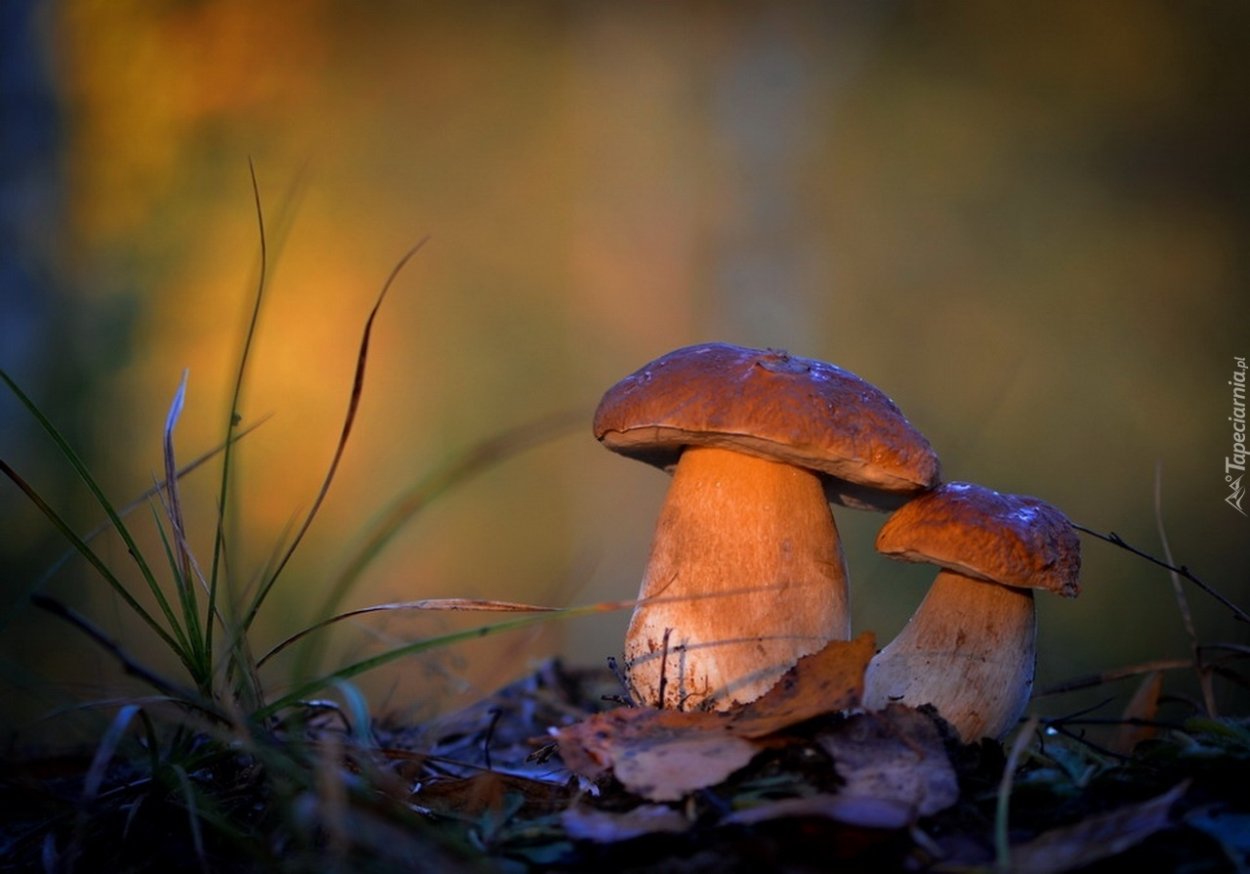 Подозиновик и сатанинский гриб