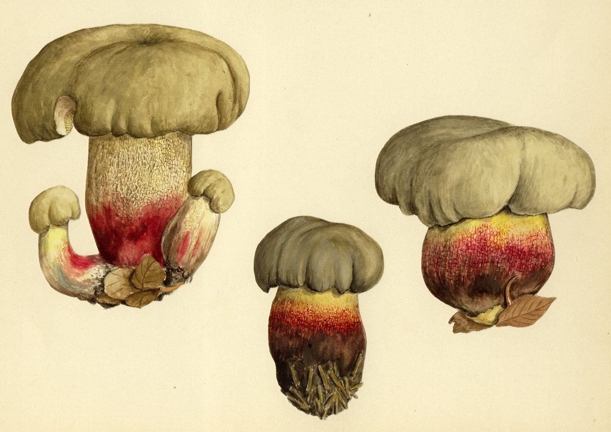 Боровик несъедобный Boletus calopus